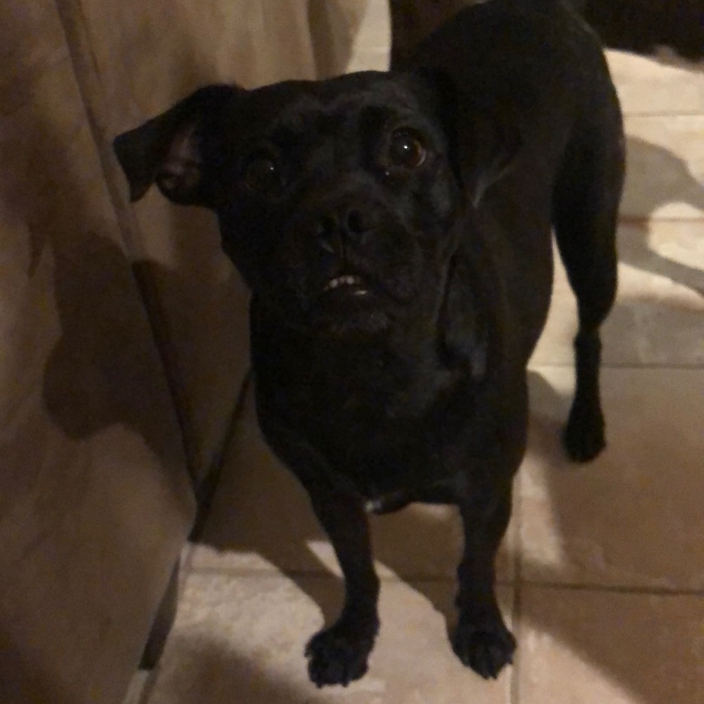 Meet your Posher, Sam